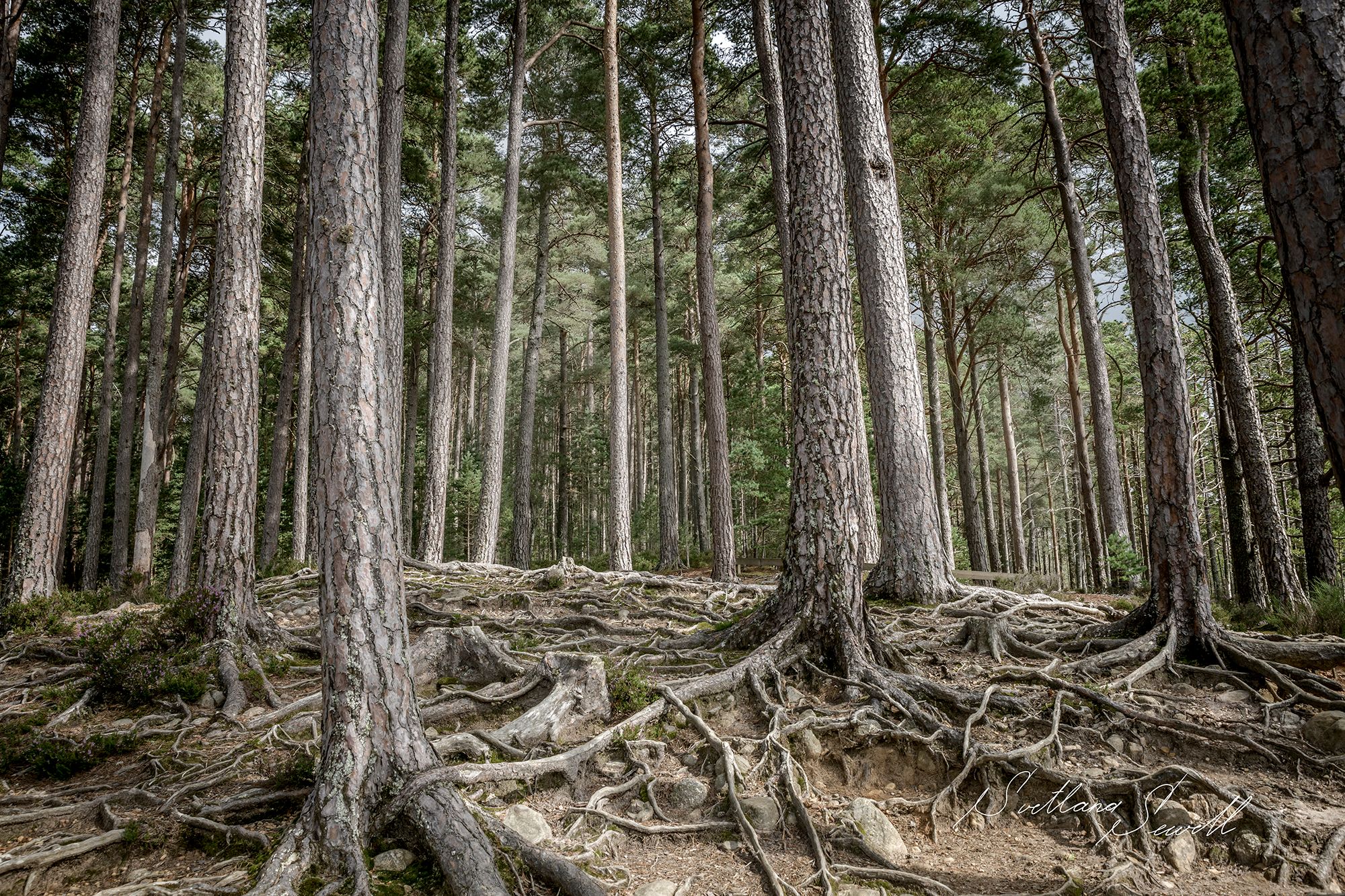 Loch Garten, United Kingdom