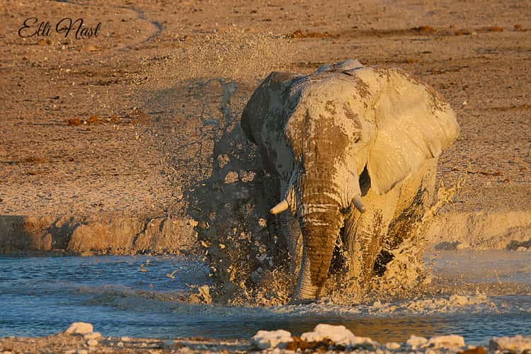 Nebrownii Waterhole, Etosha