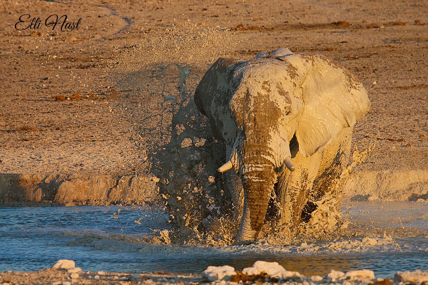 Nebrownii Waterhole, Etosha, Namibia