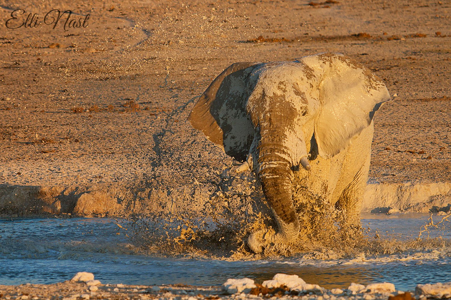 Nebrownii Waterhole, Etosha, Namibia
