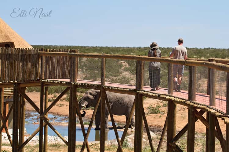 Olifantsrus Hide