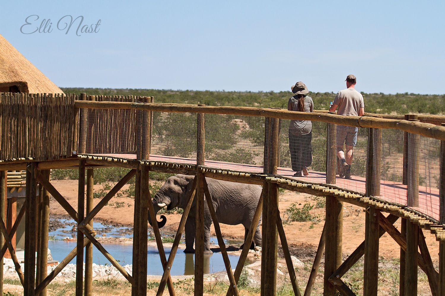 Olifantsrus Hide, Namibia