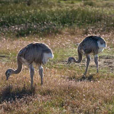 Patagonian fauna (Rheas), Argentina