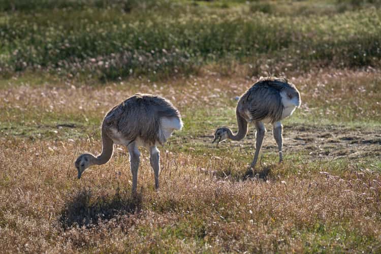 Patagonian fauna (Rheas)