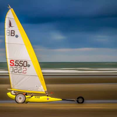 Perroquet (De Panne), France