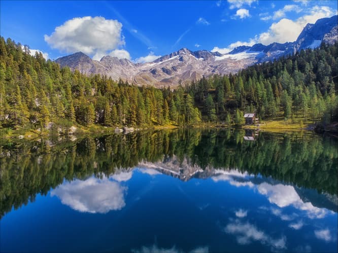 Reedsee