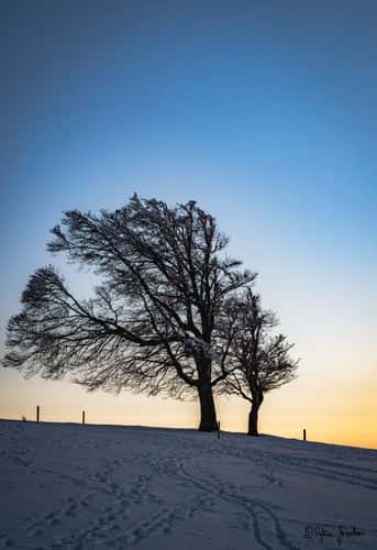Schauinsland Wetterbuchen