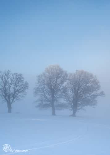Schauinsland Wetterbuchen