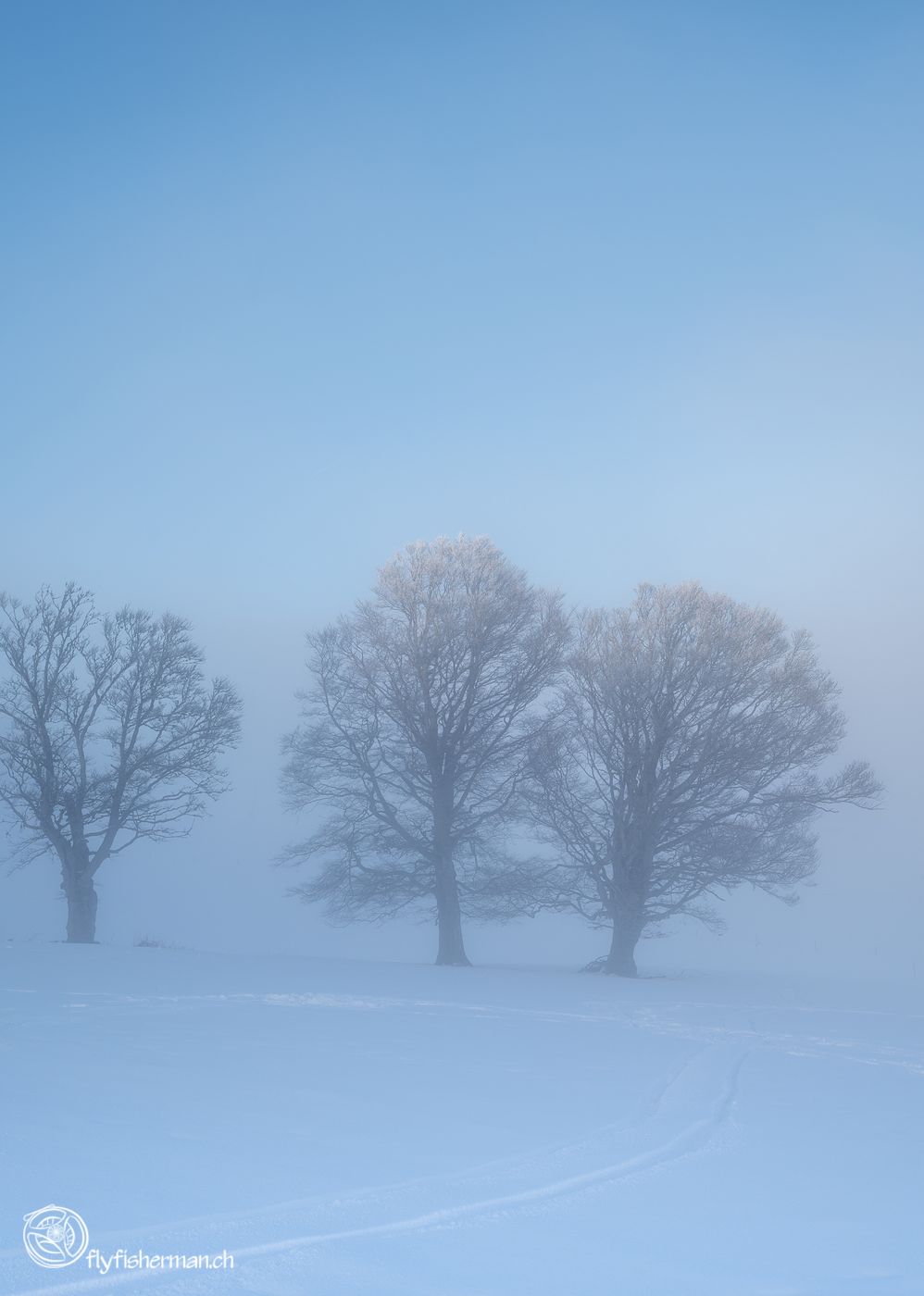 Schauinsland Wetterbuchen, Germany