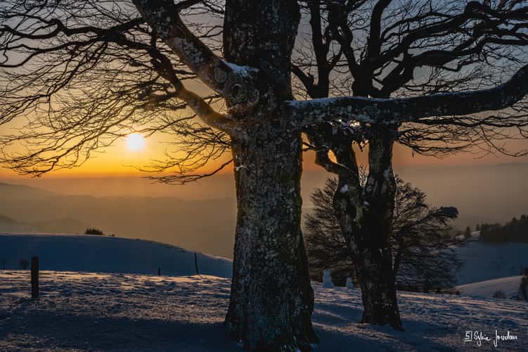 Schauinsland Wetterbuchen