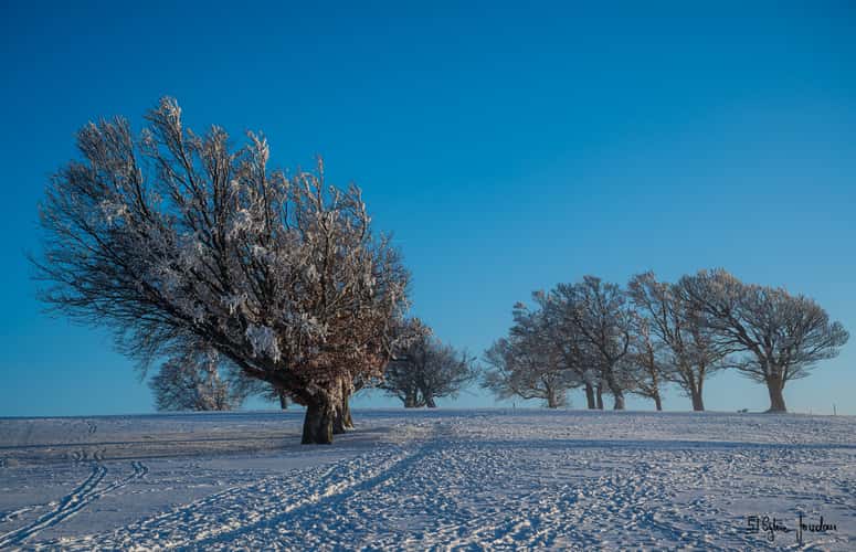 Schauinsland Wetterbuchen