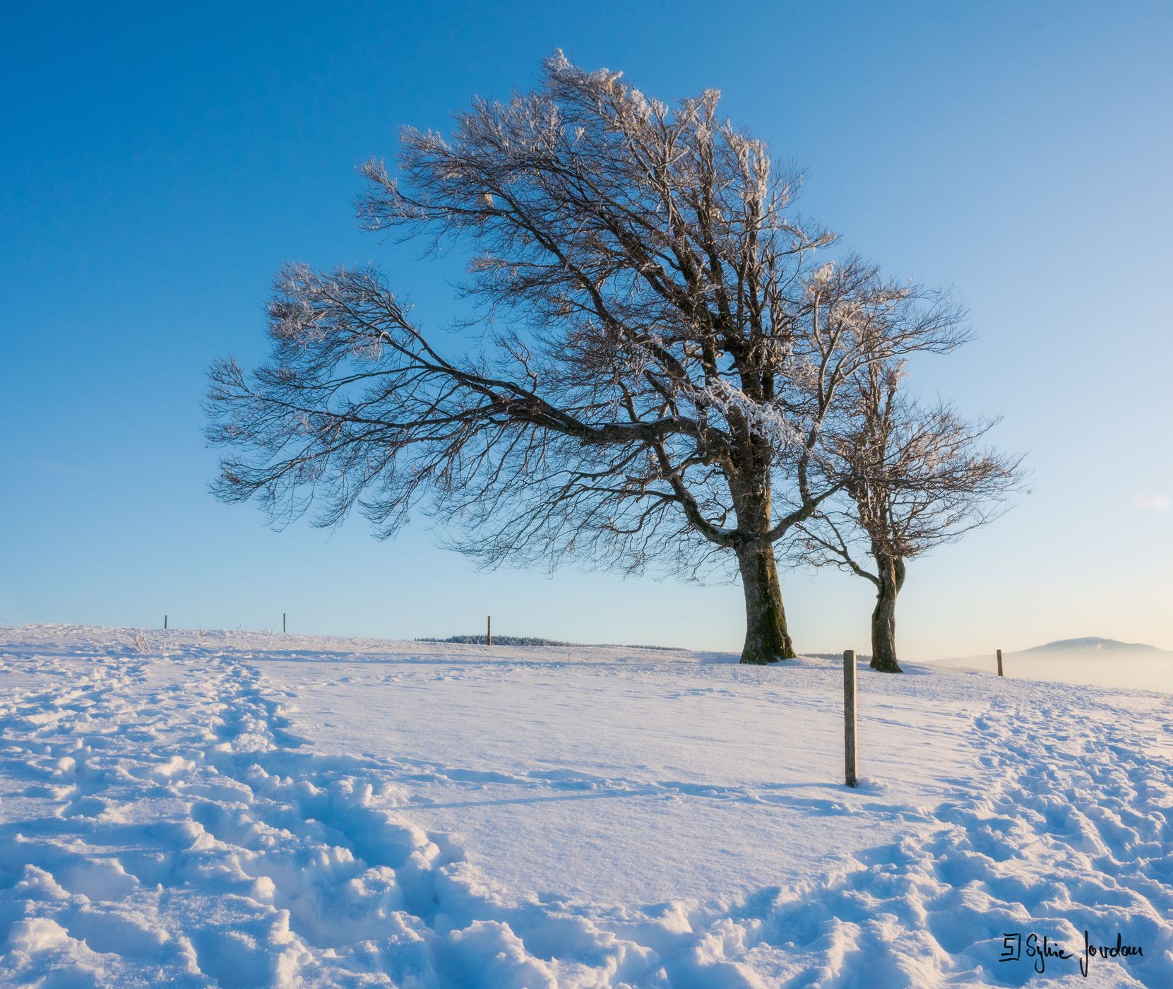 Schauinsland Wetterbuchen, Germany
