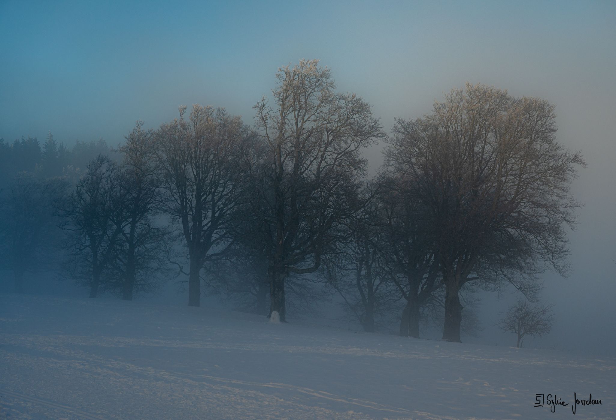 Schauinsland Wetterbuchen, Germany
