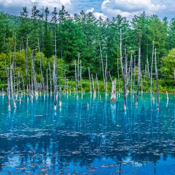 Shirogane Blue Pond, Biei, Hokkaido, Japan, Japan