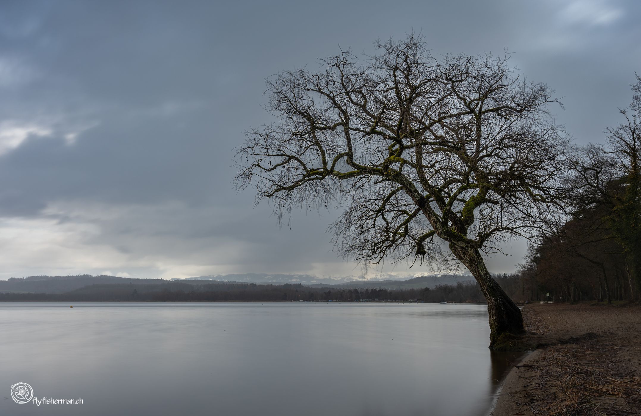The lonely tree at Salavaux beach, Switzerland