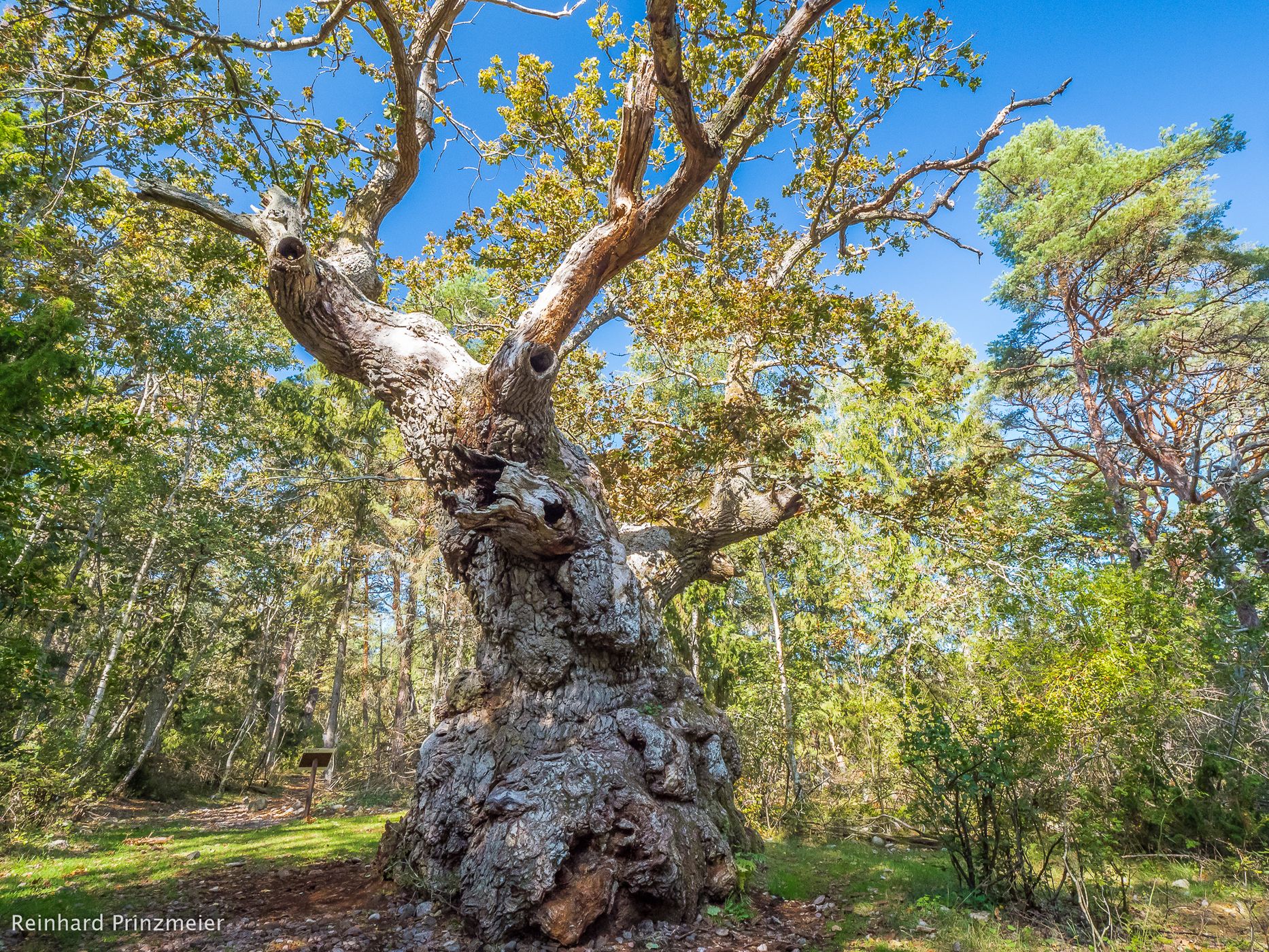 Troll Oak, Sweden