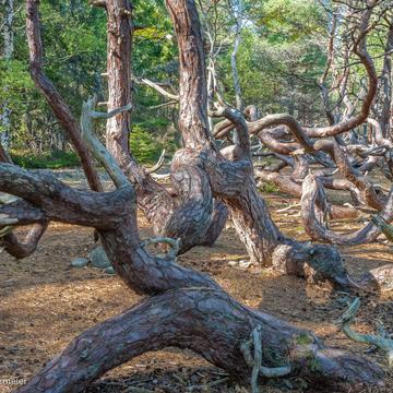 Trollskogen Wood, Sweden