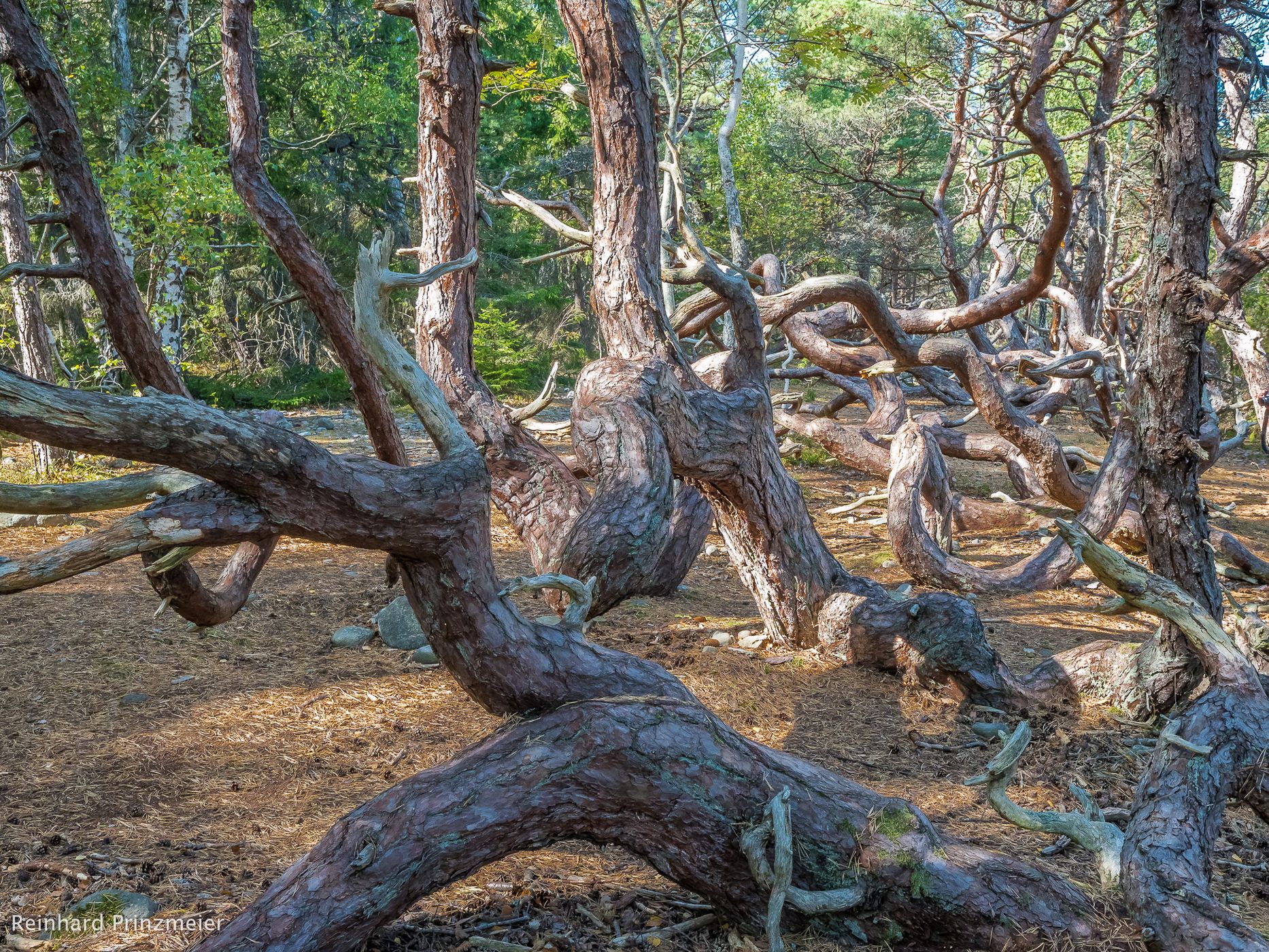 Trollskogen Wood, Sweden