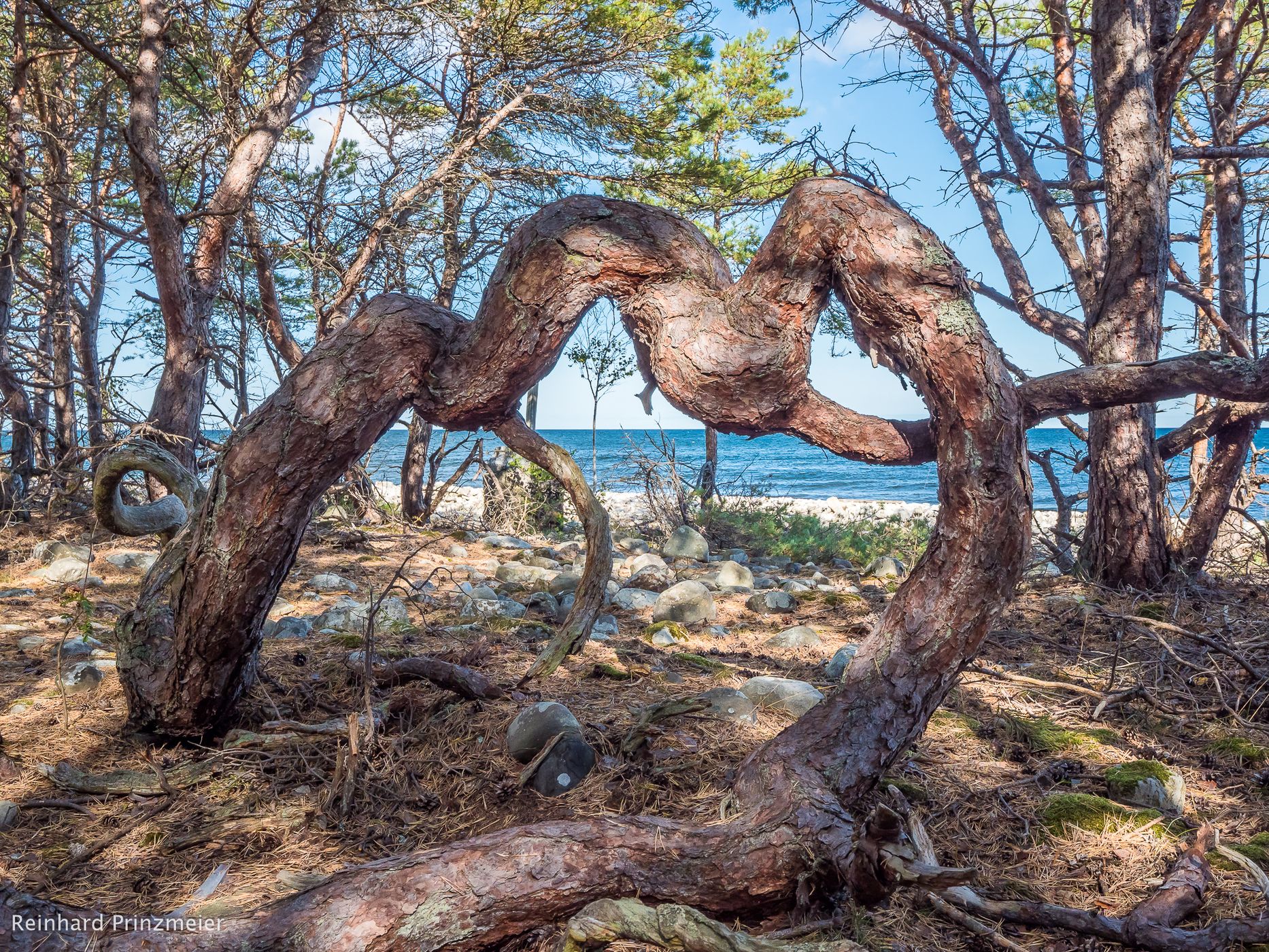 Trollskogen Wood, Sweden