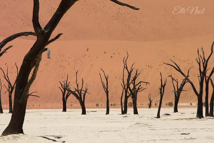 Desert landscape Deadvlei