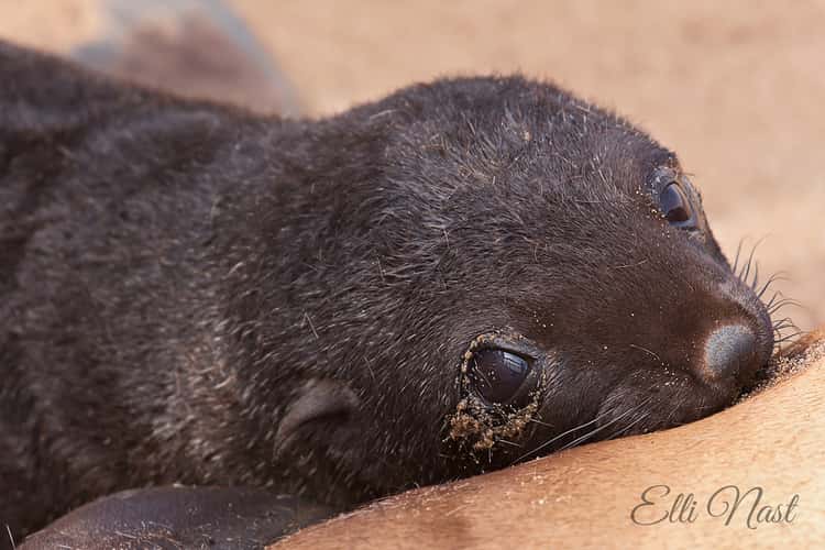 Cape Cross Seal Reserve