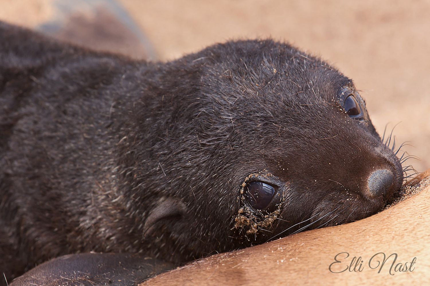 Cape Cross Seal Reserve, Namibia