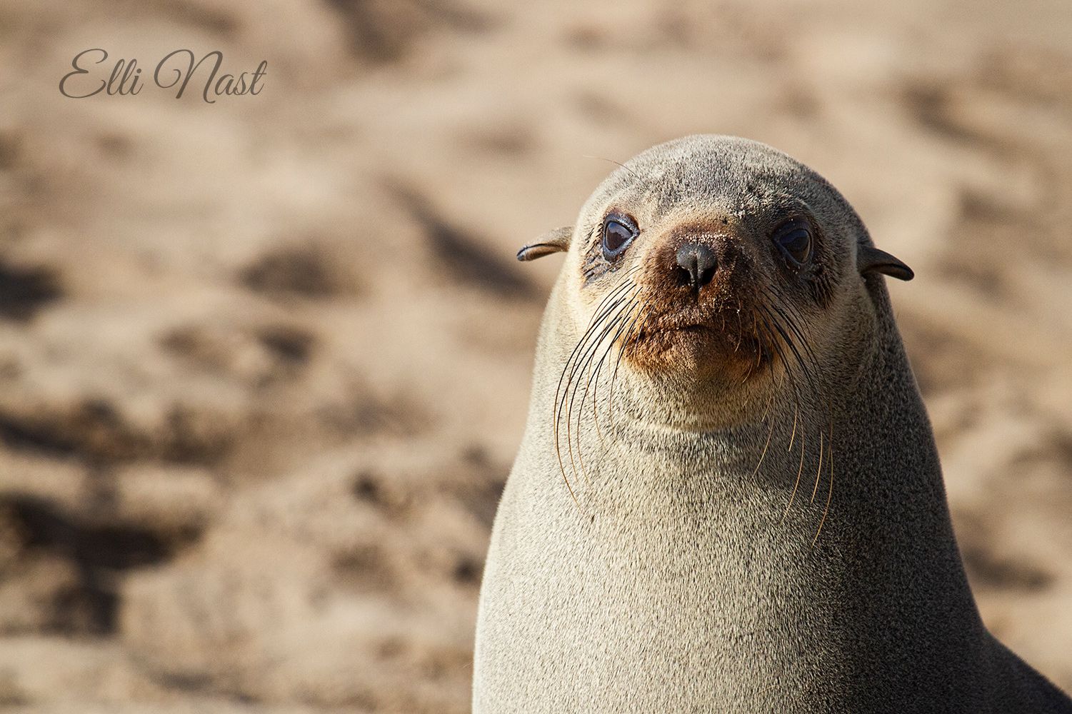 Cape Cross Seal Reserve, Namibia