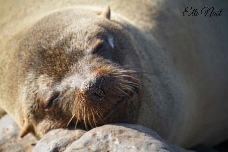 Cape Cross Seal Reserve
