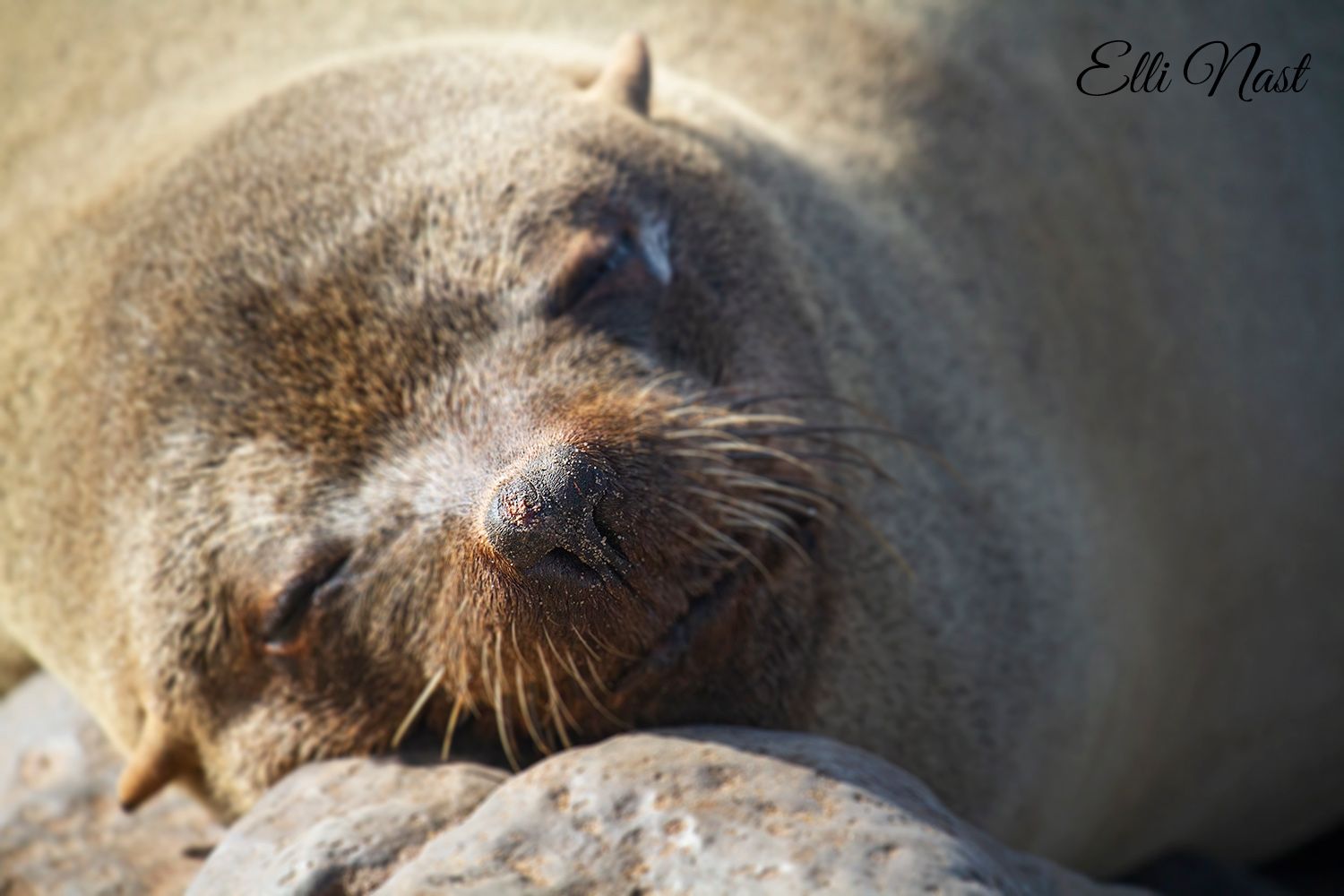 Cape Cross Seal Reserve, Namibia