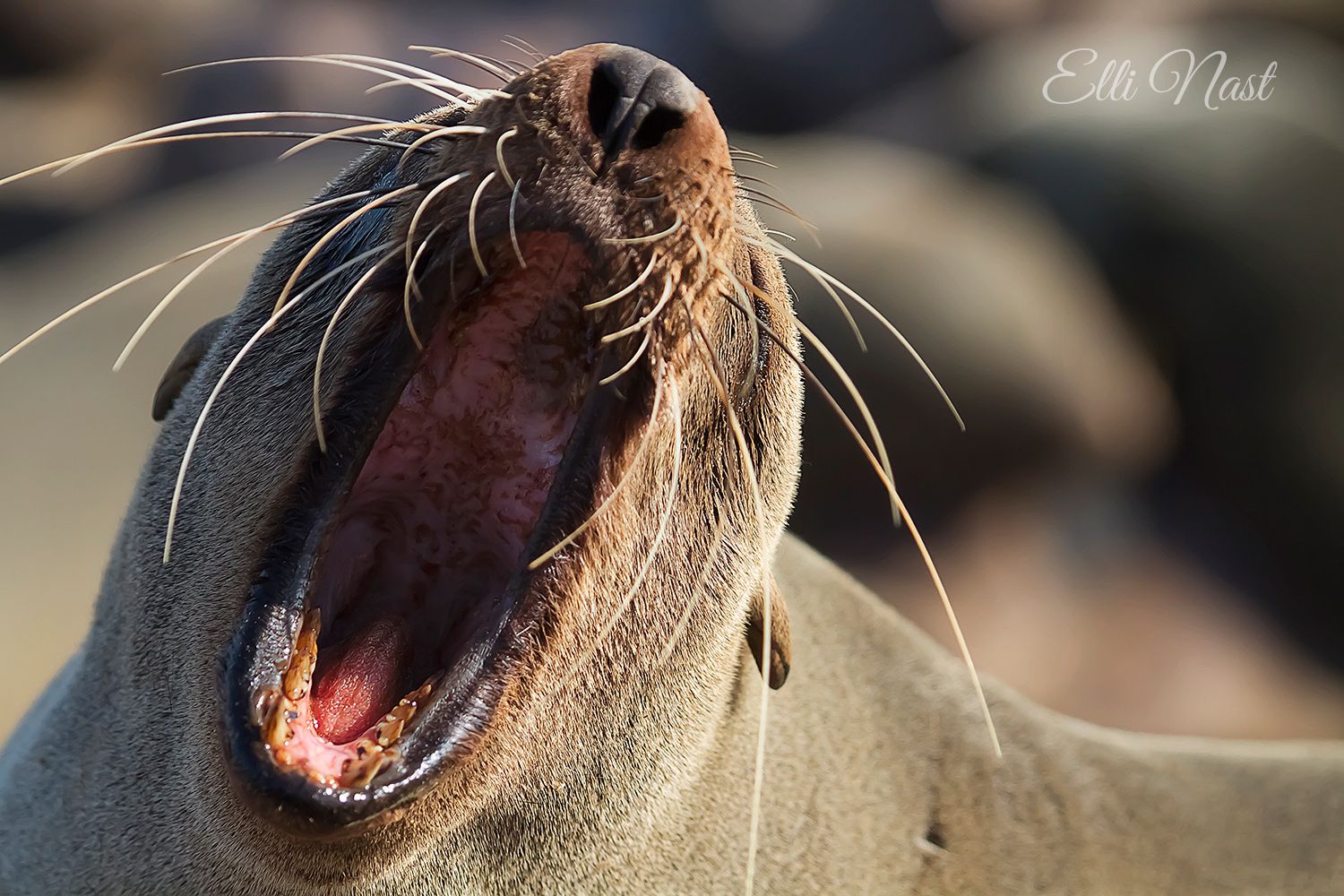 Cape Cross Seal Reserve, Namibia