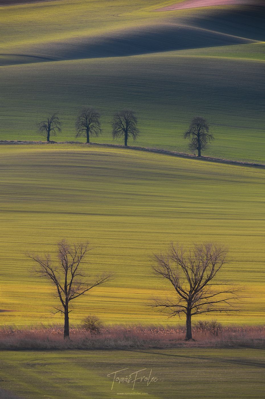 Chestnuts Avenue, Moravia, Czech Republic