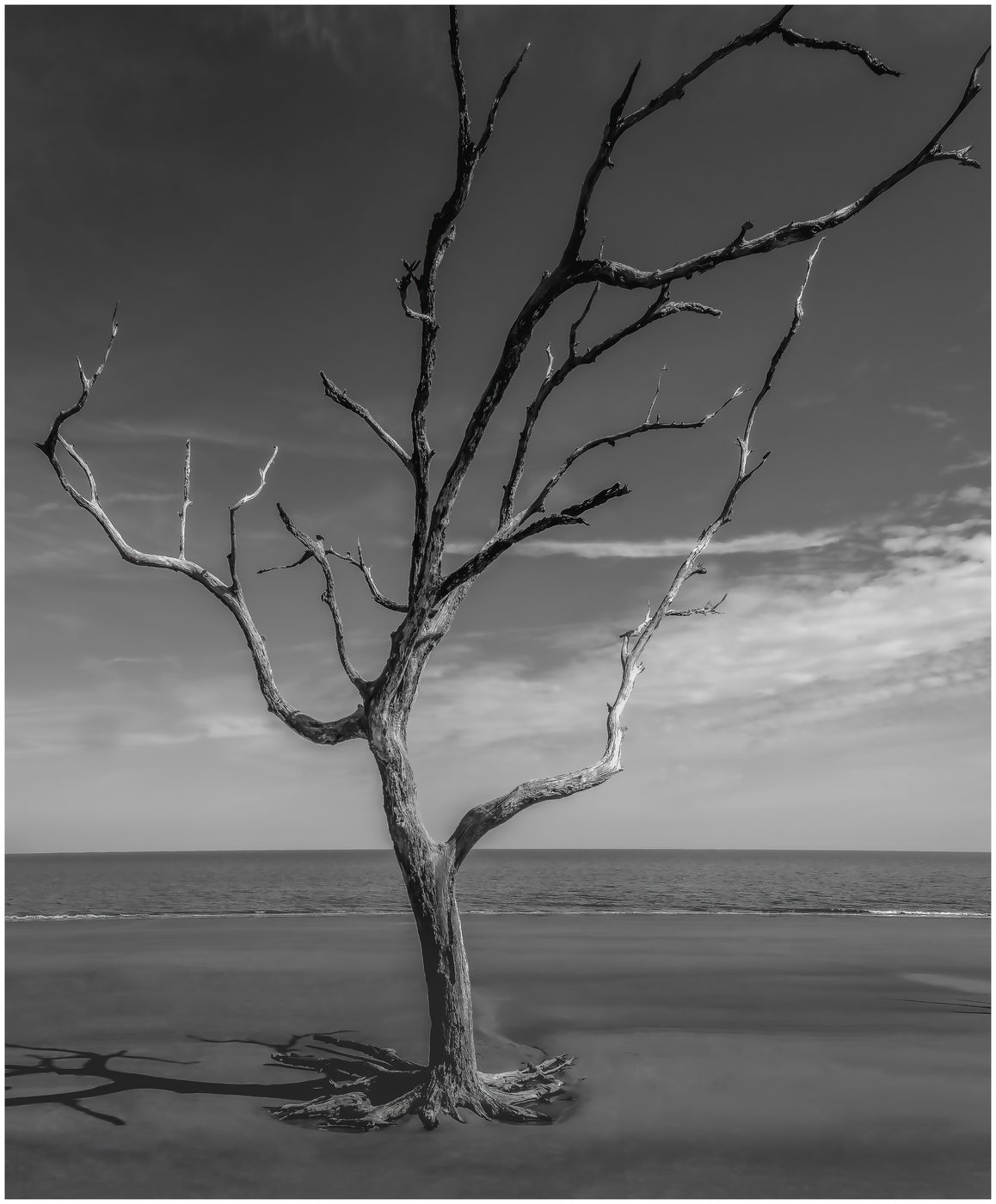 Driftwood Beach, USA