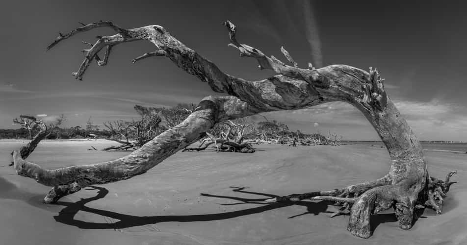 Driftwood Beach