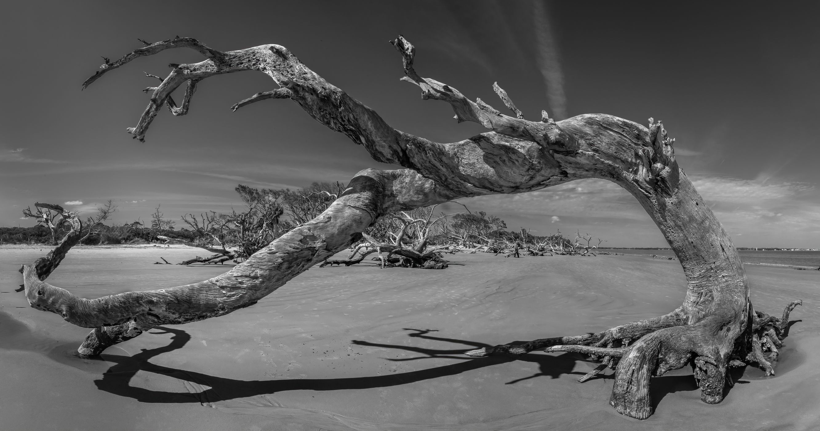 Driftwood Beach, USA