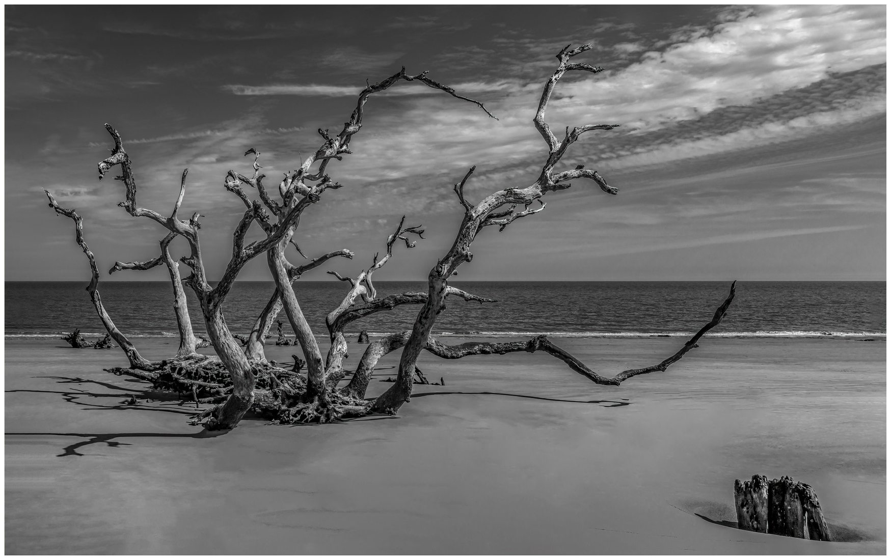 Driftwood Beach, USA