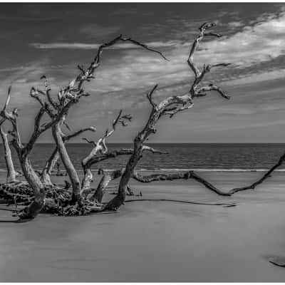 Driftwood Beach, USA