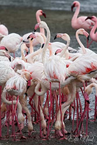 Flamingo Lagoon