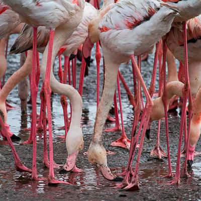 Flamingo Lagoon, Namibia