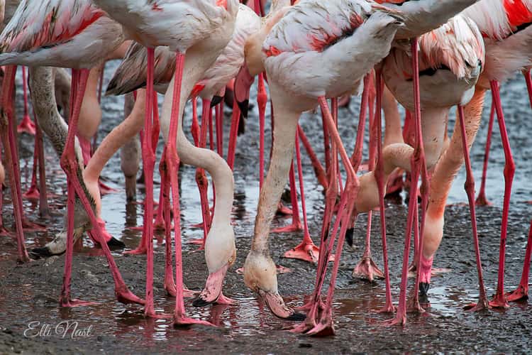 Flamingo Lagoon