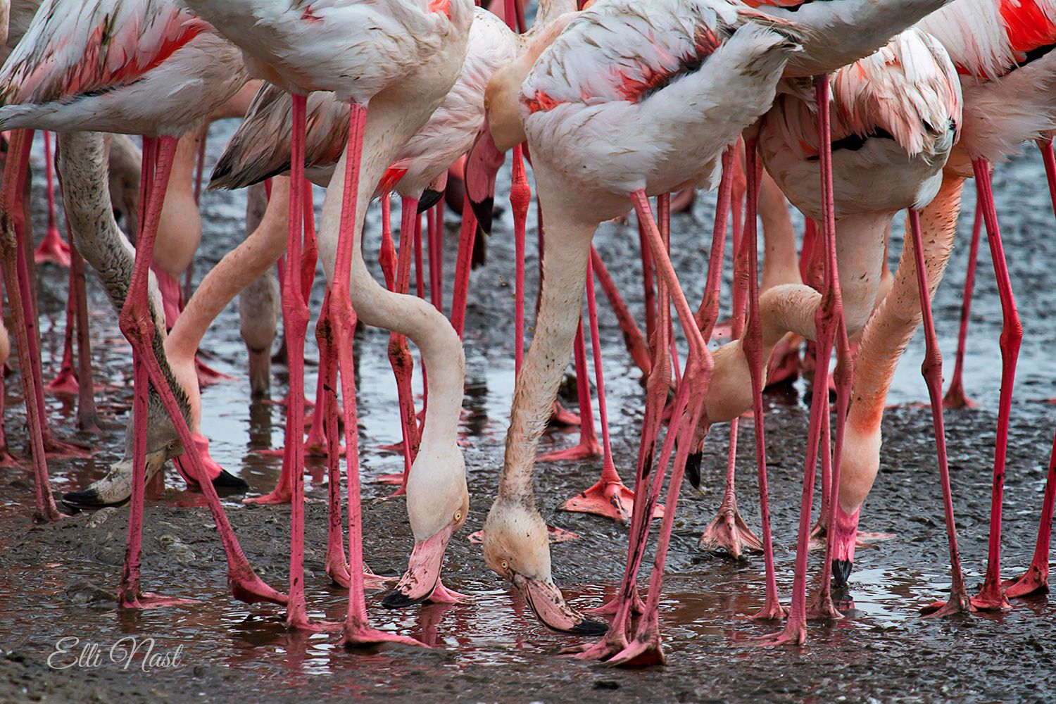 Flamingo Lagoon, Namibia