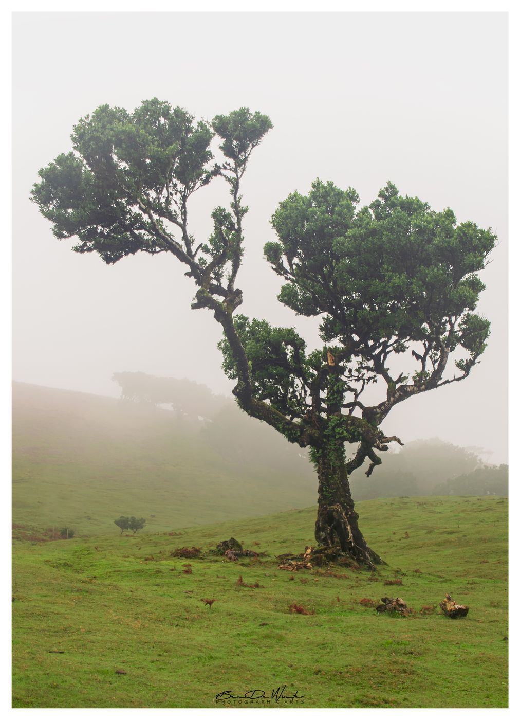 Fog Forest Fanal, Madeira, Portugal