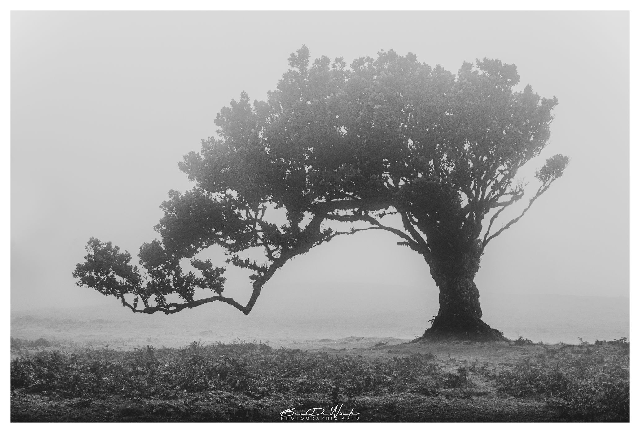 Fog Forest Fanal, Madeira, Portugal