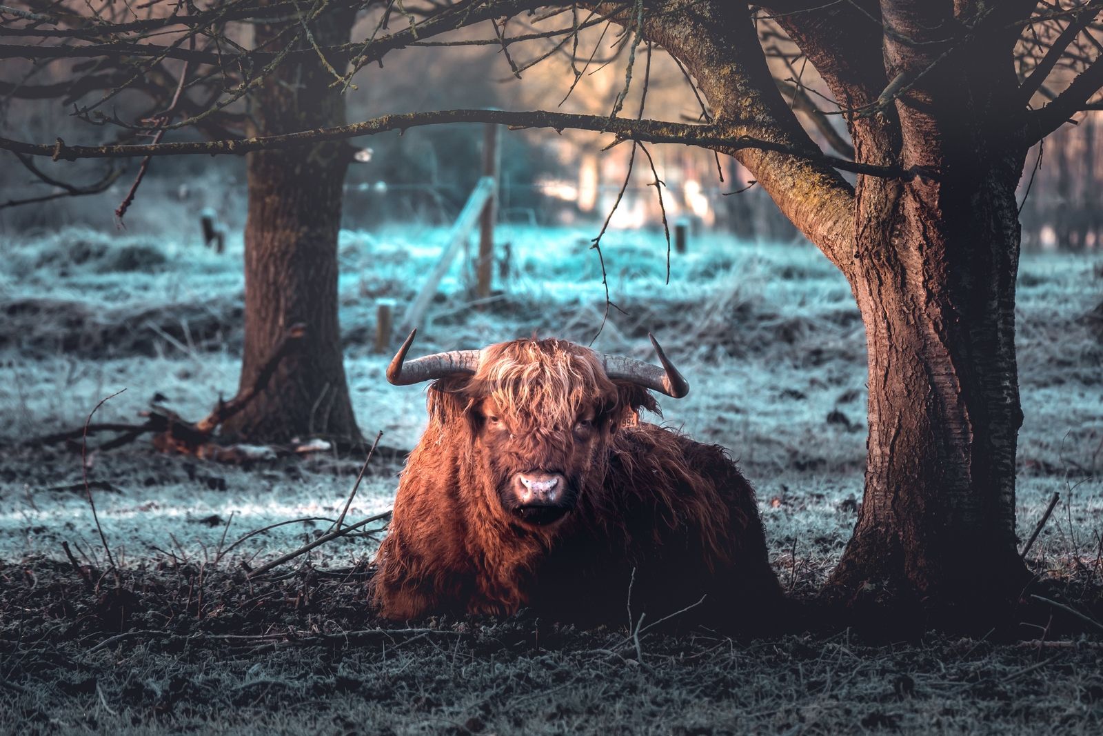 highland cows, Belgium
