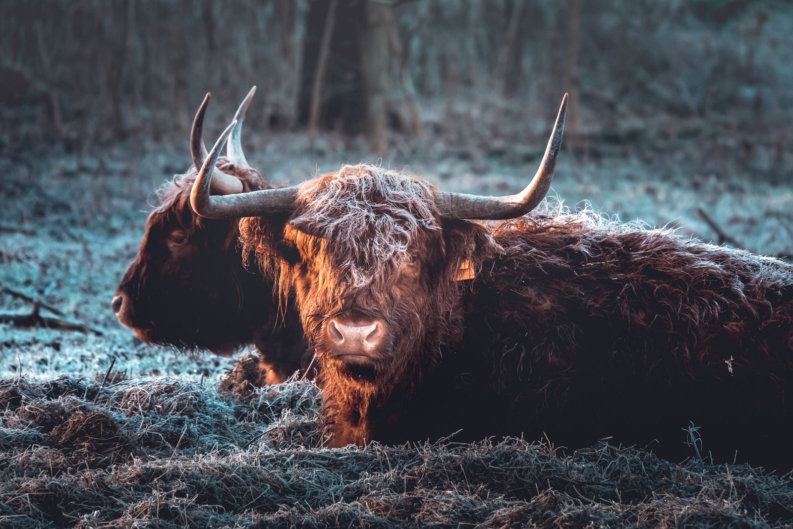 highland cows, Belgium