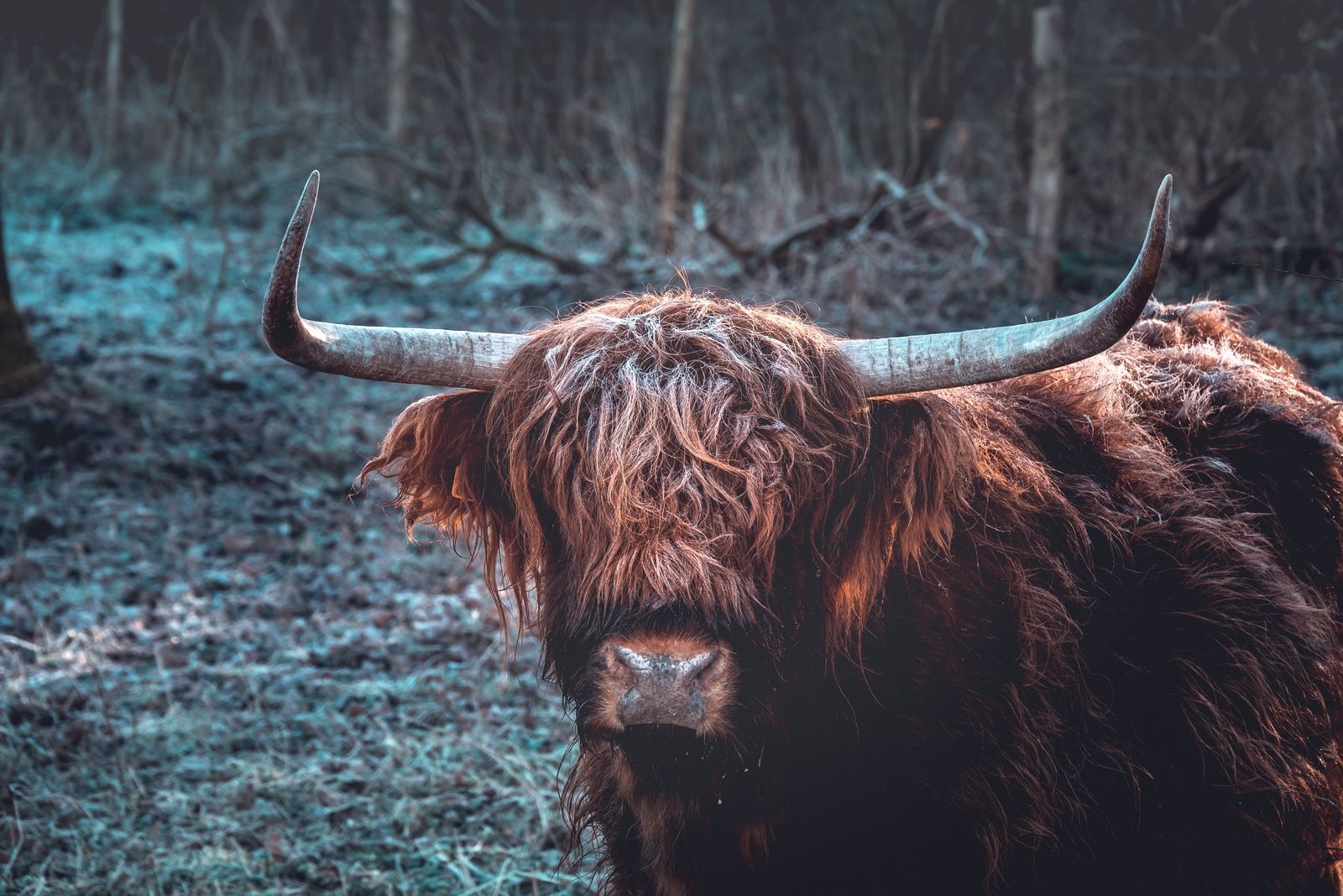 highland cows, Belgium