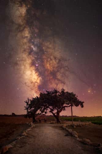 Juniper Tree