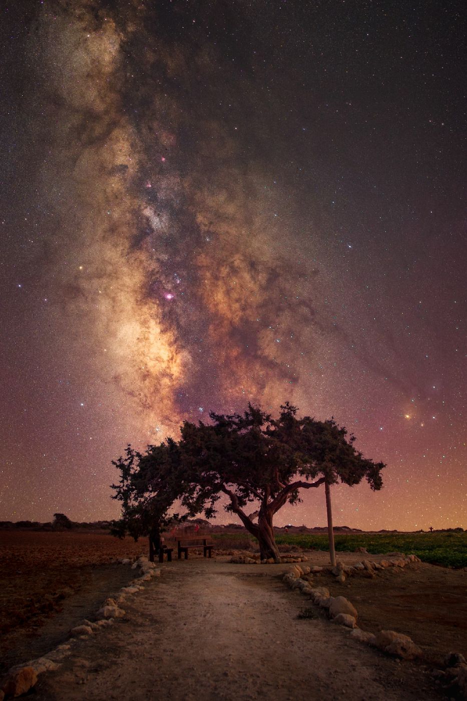 Juniper Tree, Cyprus