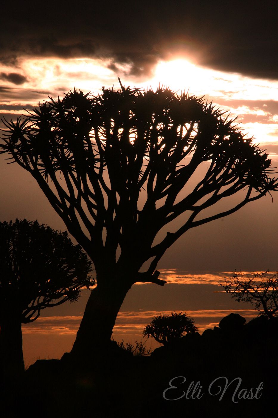 Köcherbaumwald, Quivertree forest, Namibia