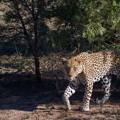 Mister Kwaggaspan, South Africa