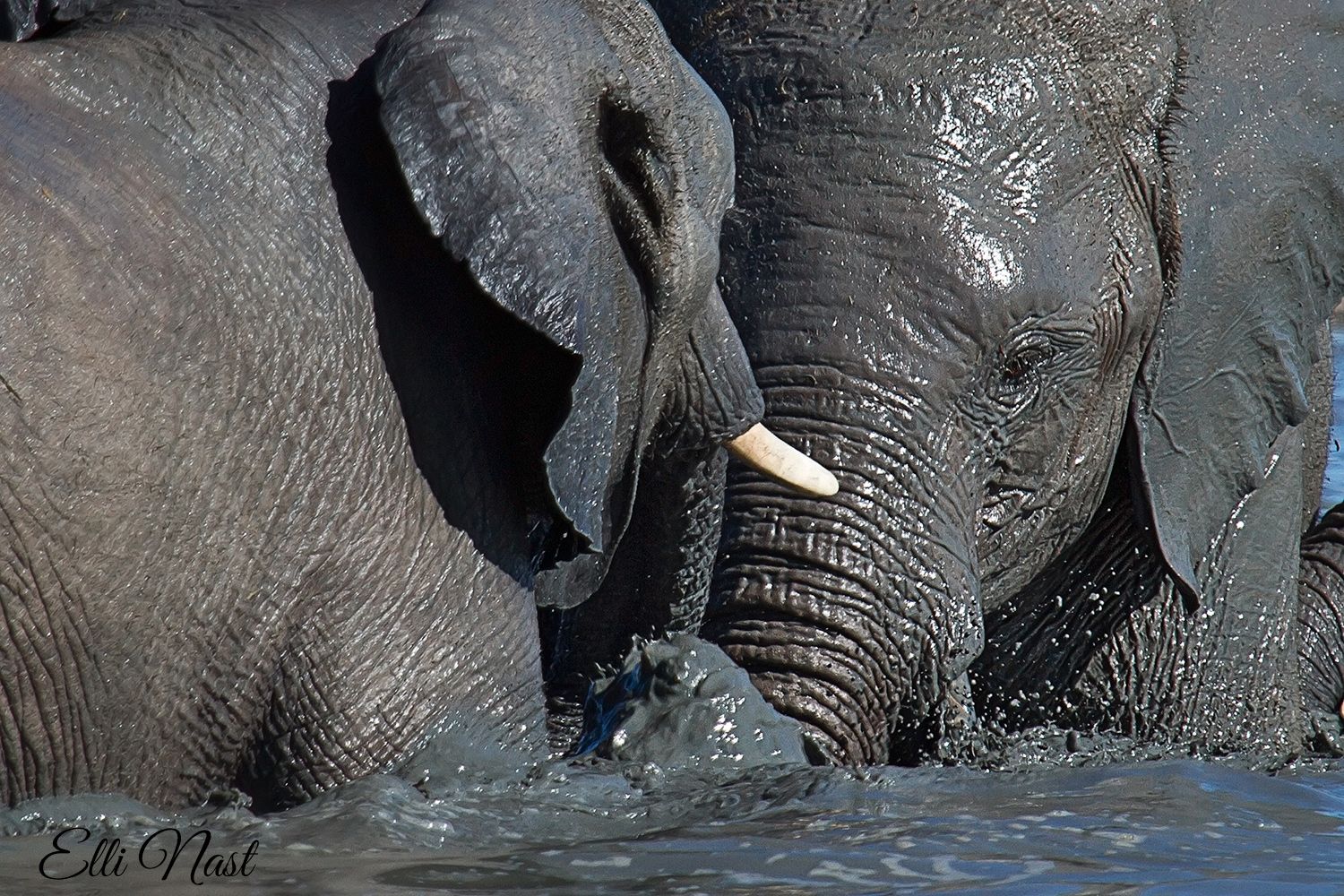 Olifantsrus Hide, Namibia